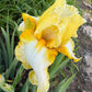 Lemon Cream & White Bearded Iris – 1 Live Fan- "Genesis"
