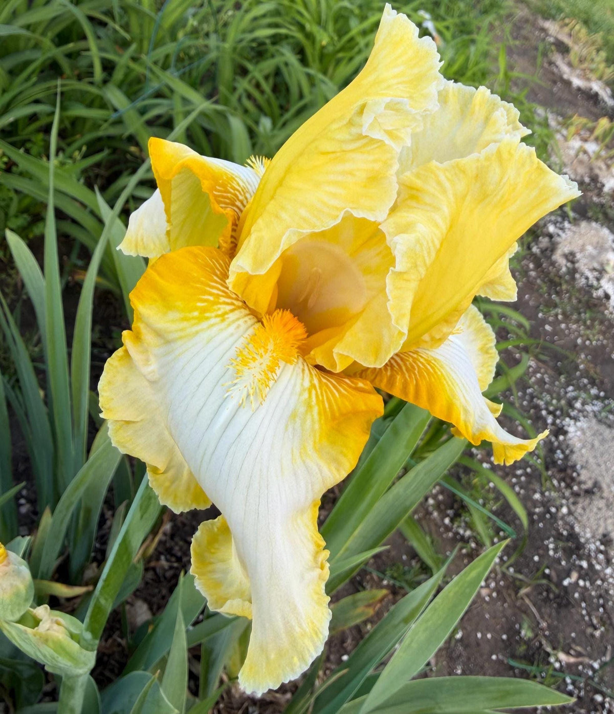 Lemon Cream & White Bearded Iris – 1 Live Fan- "Genesis"