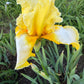 Lemon Cream & White Bearded Iris – 1 Live Fan- "Genesis"
