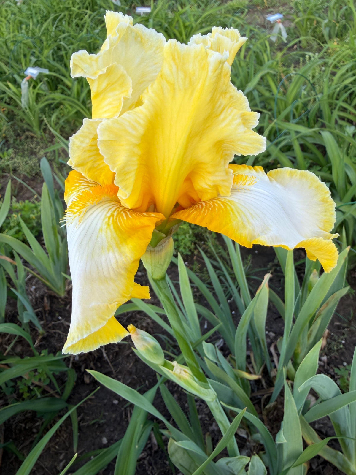 Lemon Cream & White Bearded Iris – 1 Live Fan- "Genesis"