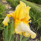 Lemon Cream & White Bearded Iris – 1 Live Fan- "Genesis"