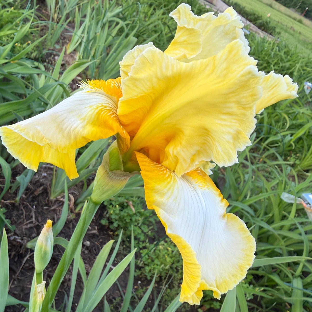 Lemon Cream & White Bearded Iris – 1 Live Fan- "Genesis"