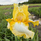 Lemon Cream & White Bearded Iris – 1 Live Fan- "Genesis"