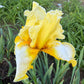 Lemon Cream & White Bearded Iris – 1 Live Fan- "Genesis"