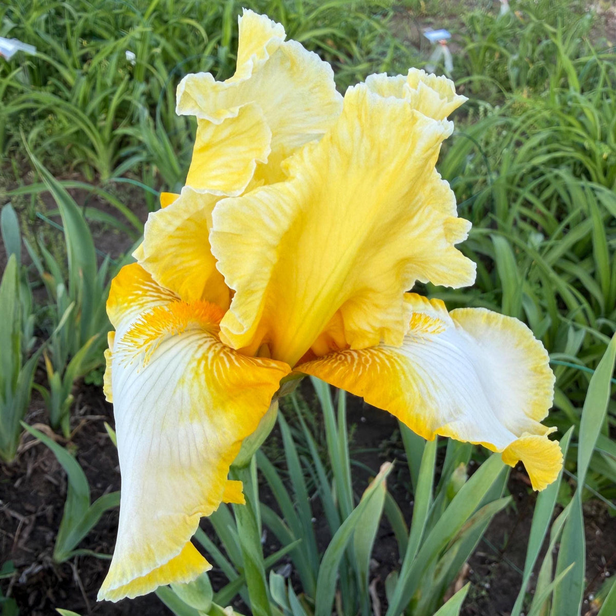 Lemon Cream & White Bearded Iris – 1 Live Fan- "Genesis"