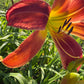Daylily – 1 Live Fan | Rich Cranberry Red Blooms  “Long Stocking”