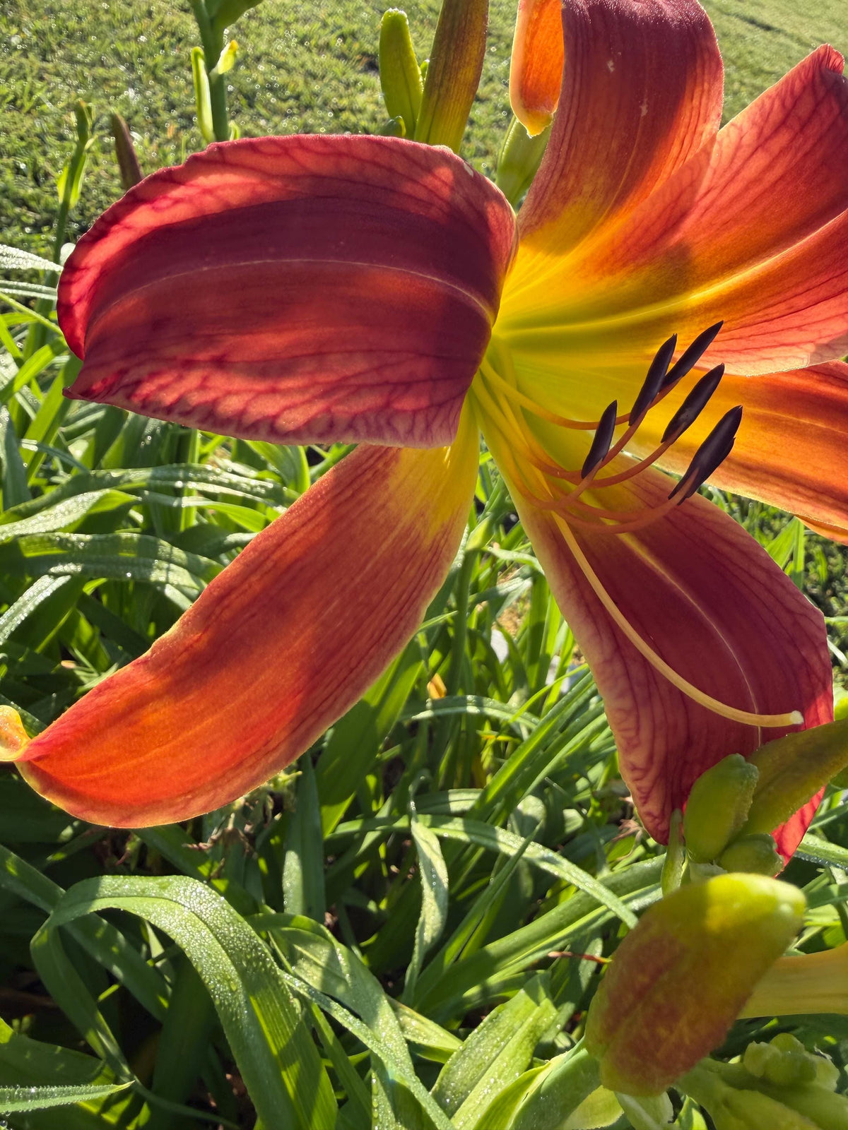 Daylily – 1 Live Fan | Rich Cranberry Red Blooms  “Long Stocking”