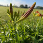 Daylily – 1 Live Fan | Rich Cranberry Red Blooms  “Long Stocking”