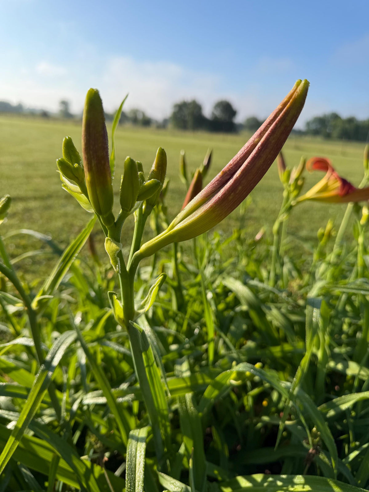 Daylily – 1 Live Fan | Rich Cranberry Red Blooms  “Long Stocking”