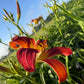 Daylily – 1 Live Fan | Rich Cranberry Red Blooms  “Long Stocking”