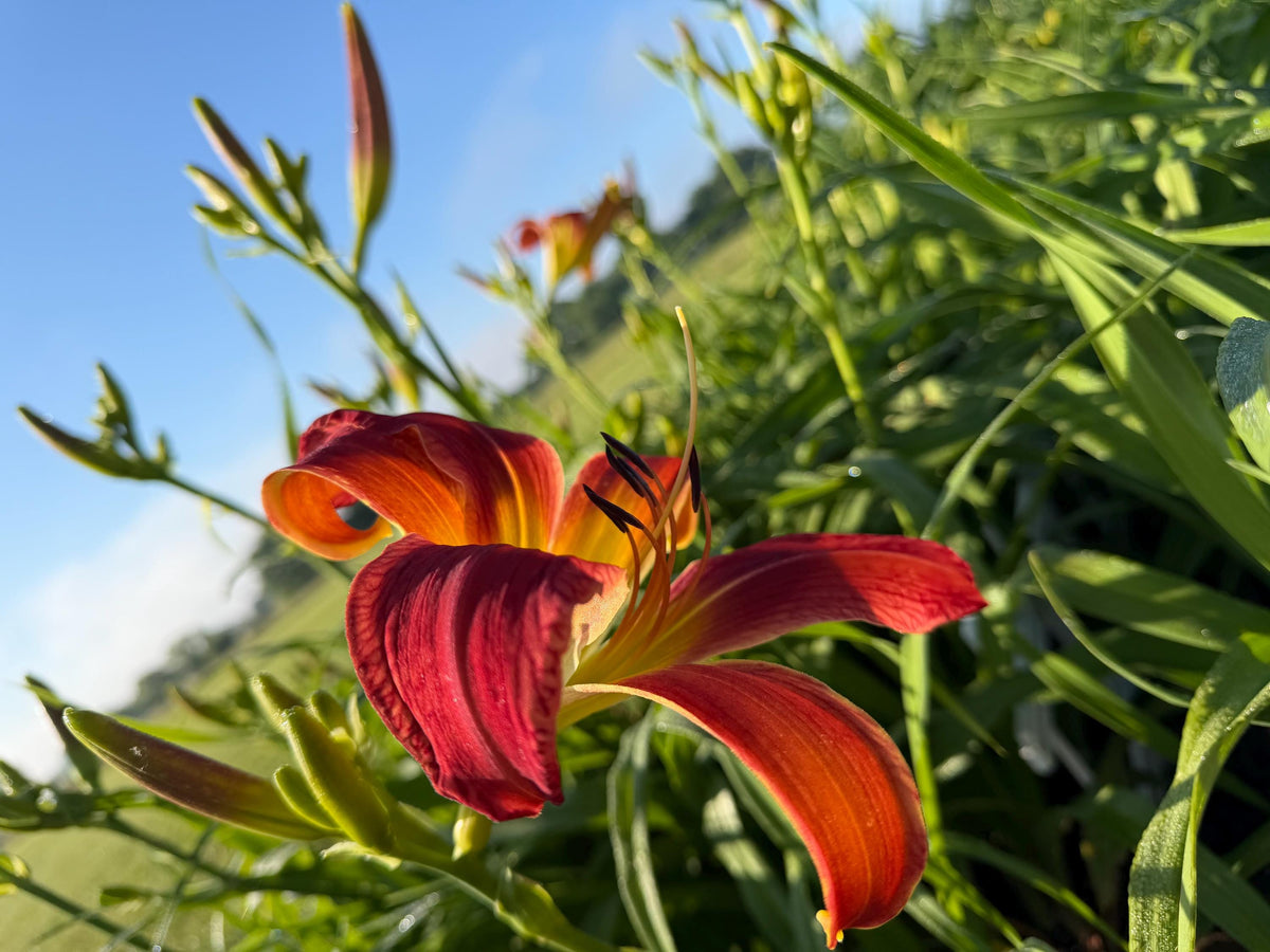 Daylily – 1 Live Fan | Rich Cranberry Red Blooms  “Long Stocking”