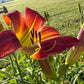 Daylily – 1 Live Fan | Rich Cranberry Red Blooms  “Long Stocking”