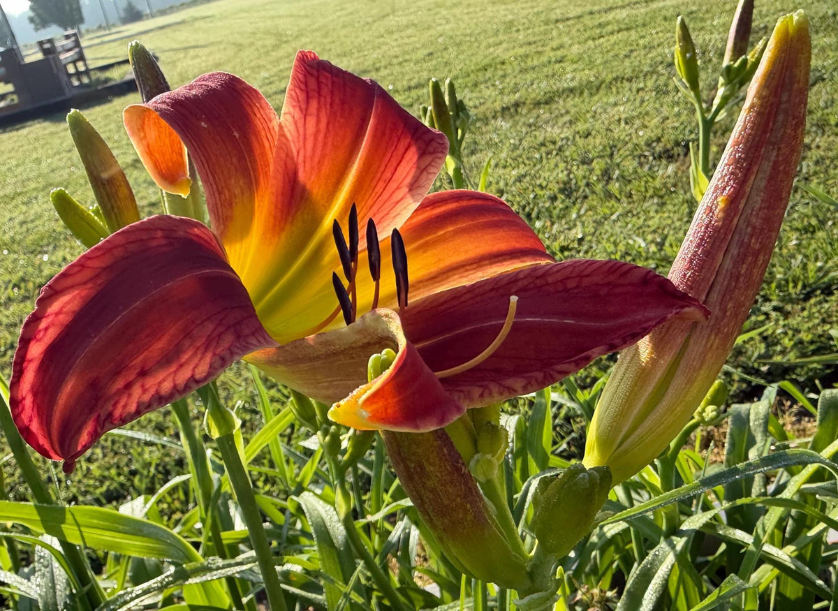 Daylily – 1 Live Fan | Rich Cranberry Red Blooms  “Long Stocking”