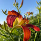 Daylily – 1 Live Fan | Rich Cranberry Red Blooms  “Long Stocking”