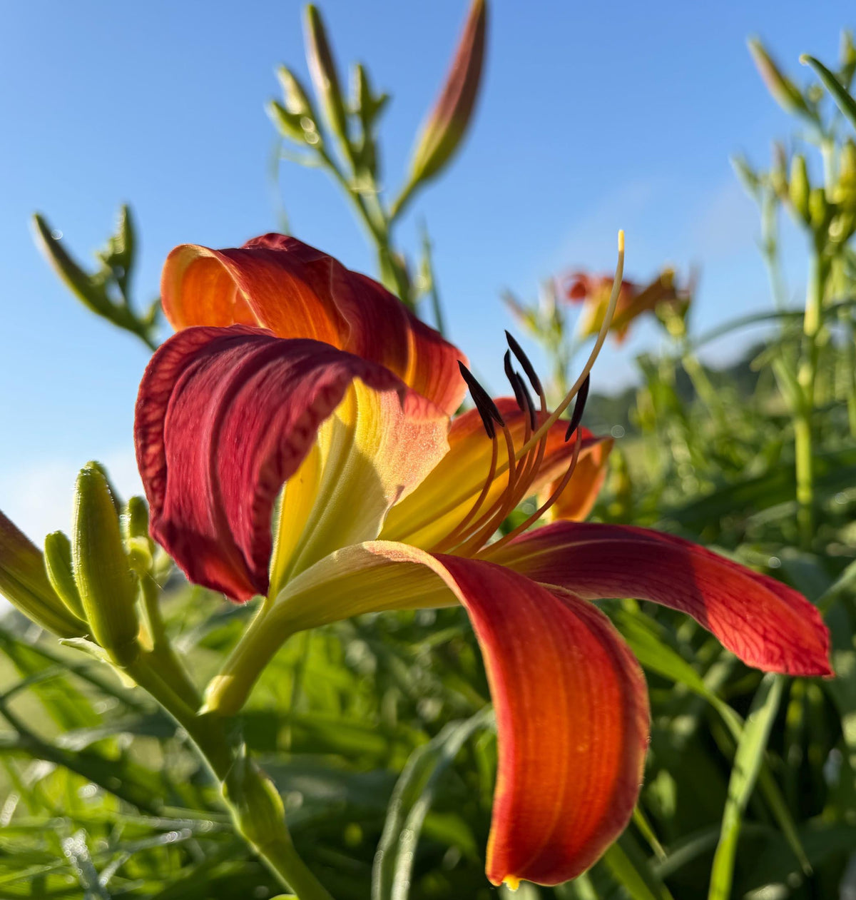 Daylily – 1 Live Fan | Rich Cranberry Red Blooms  “Long Stocking”