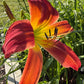 Daylily – 1 Live Fan | Rich Cranberry Red Blooms  “Long Stocking”