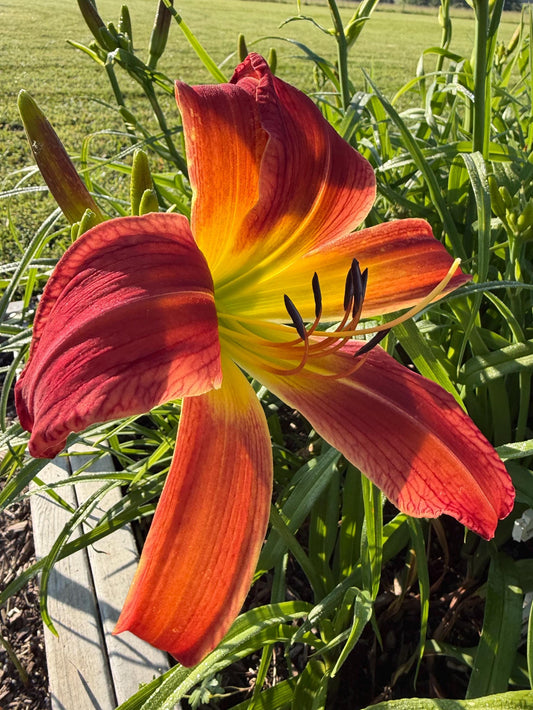 Daylily – 1 Live Fan | Rich Cranberry Red Blooms  “Long Stocking”