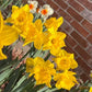 Daffodil 4 Bulb Mix