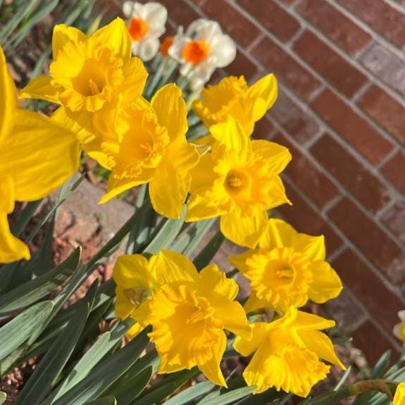 Daffodil 4 Bulb Mix