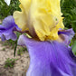 Lavender & Lemon Ruffled Bearded Iris  1 Live Fan