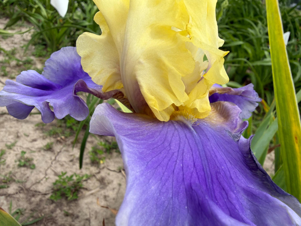Lavender & Lemon Ruffled Bearded Iris  1 Live Fan