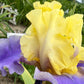 Lavender & Lemon Ruffled Bearded Iris  1 Live Fan