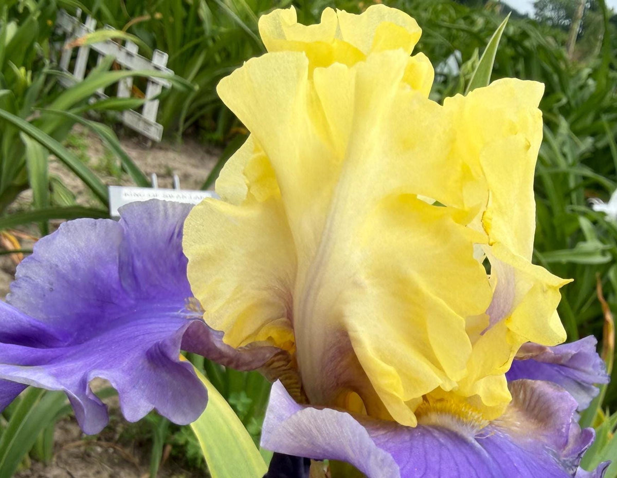 Lavender & Lemon Ruffled Bearded Iris  1 Live Fan