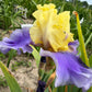 Lavender & Lemon Ruffled Bearded Iris  1 Live Fan