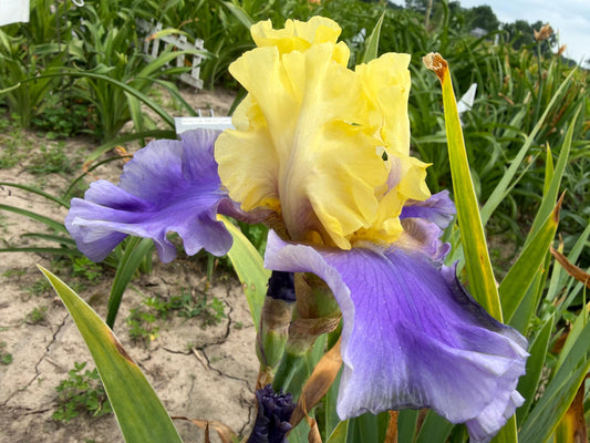 Lavender & Lemon Ruffled Bearded Iris  1 Live Fan