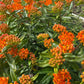 Butterfly Weed, Asclepias tuberosa, Milkweed Orange Seed