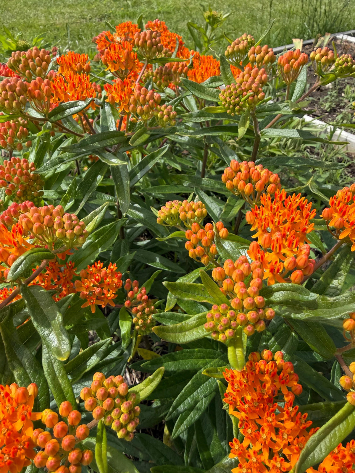 Butterfly Weed, Asclepias tuberosa, Milkweed Orange Seed