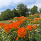 Butterfly Weed, Asclepias tuberosa, Milkweed Orange Seed
