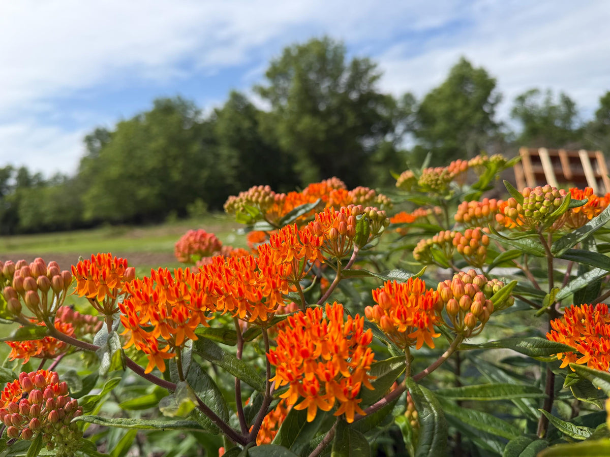 Butterfly Weed, Asclepias tuberosa, Milkweed Orange Seed