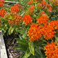 Butterfly Weed, Asclepias tuberosa, Milkweed Orange Seed