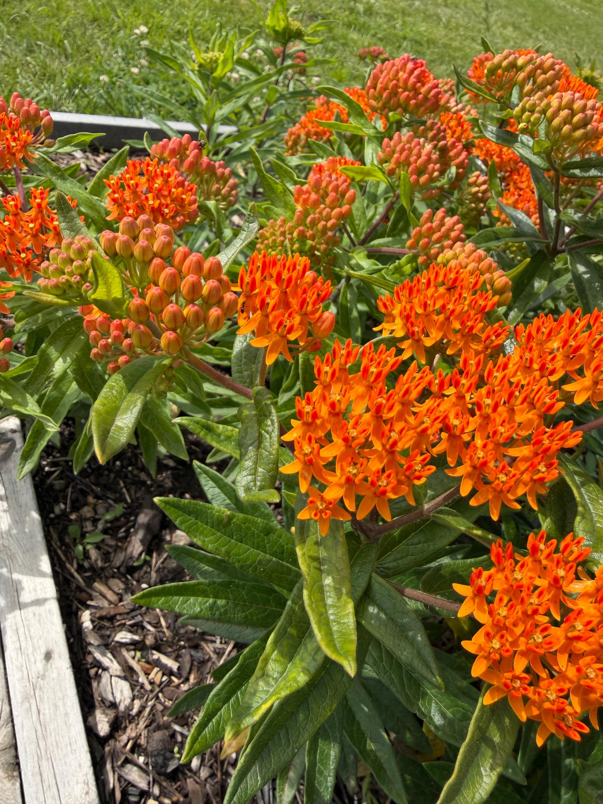 Butterfly Weed, Asclepias tuberosa, Milkweed Orange Seed