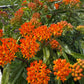 Butterfly Weed, Asclepias tuberosa, Milkweed Orange Seed