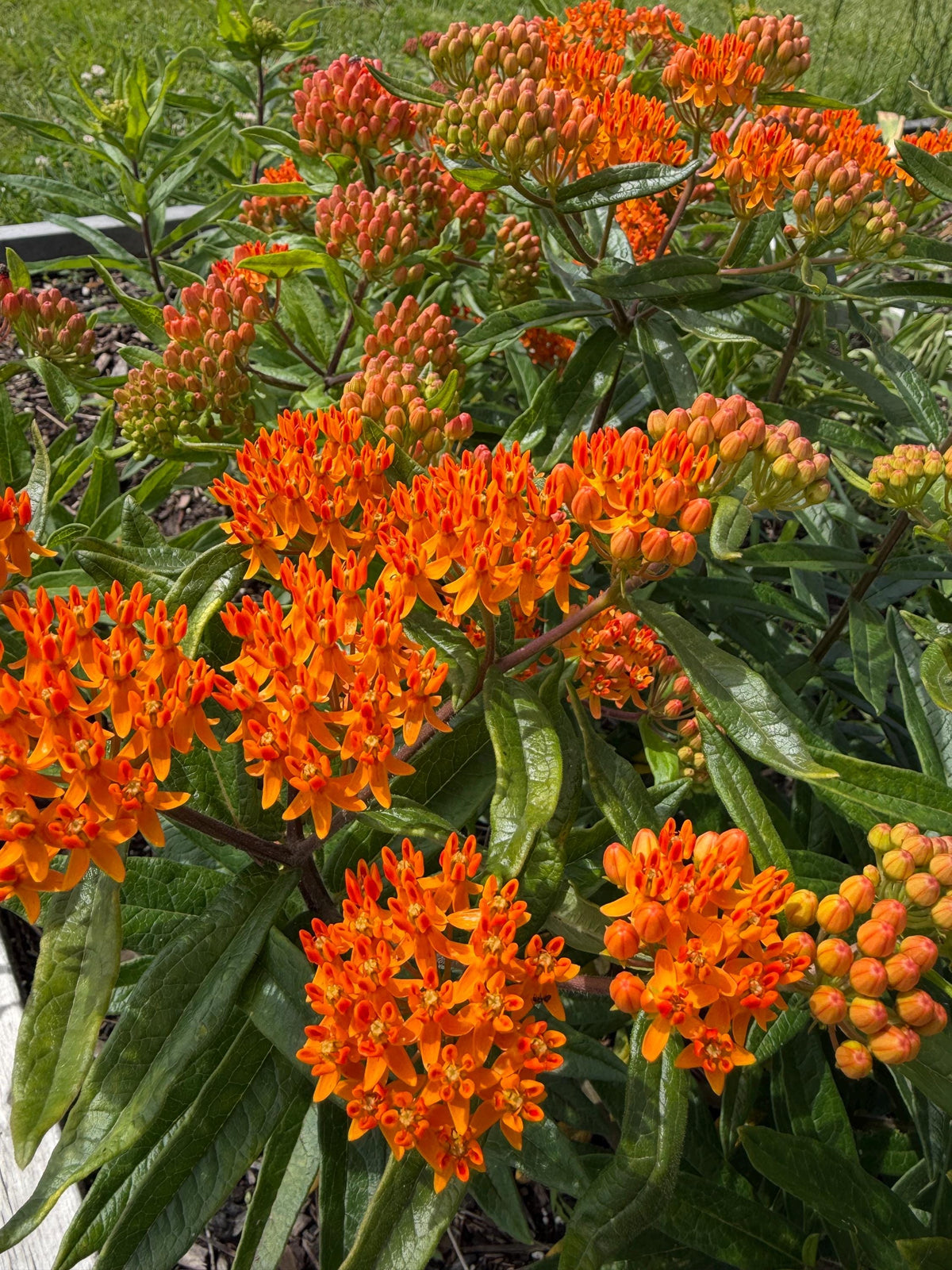 Butterfly Weed, Asclepias tuberosa, Milkweed Orange Seed
