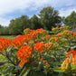 Butterfly Weed, Asclepias tuberosa, Milkweed Orange Seed