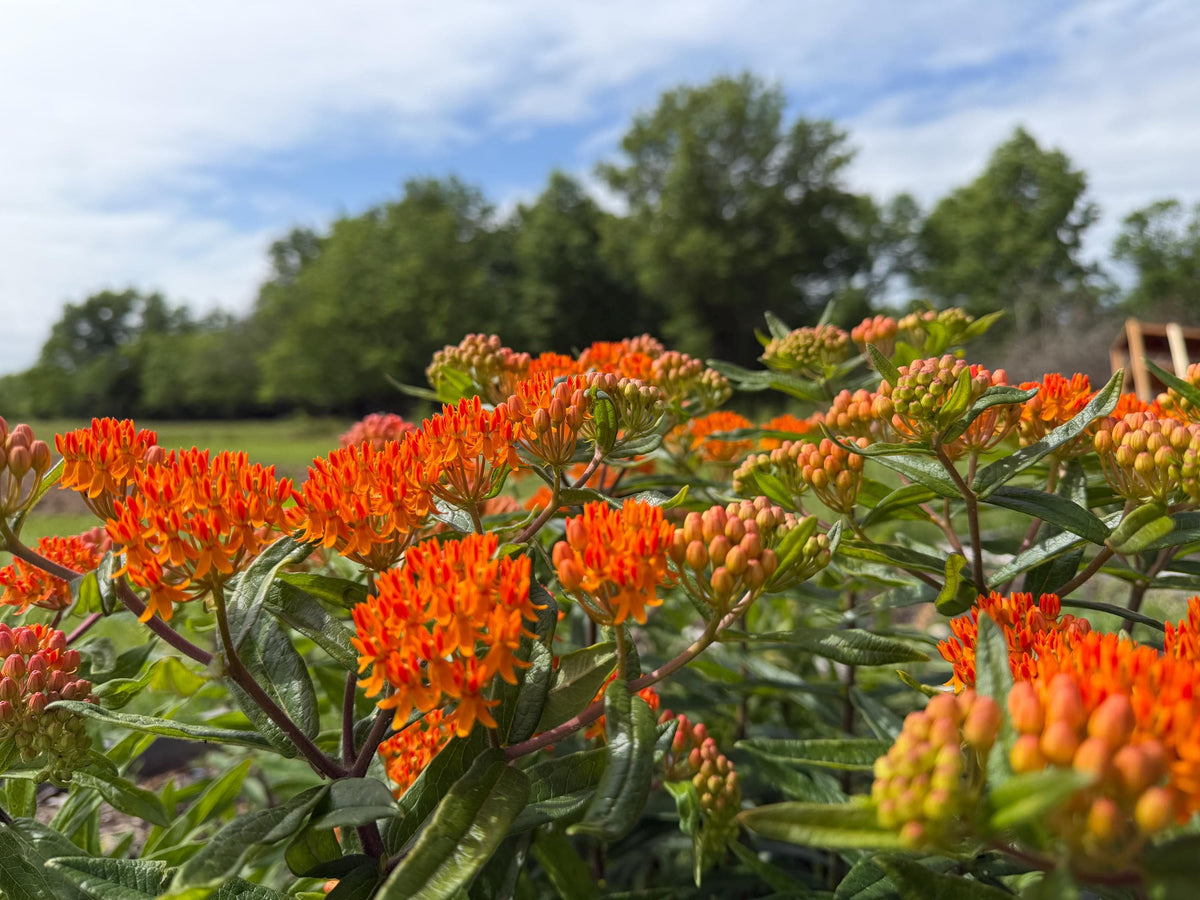 Butterfly Weed, Asclepias tuberosa, Milkweed Orange Seed