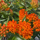 Butterfly Weed, Asclepias tuberosa, Milkweed Orange Seed