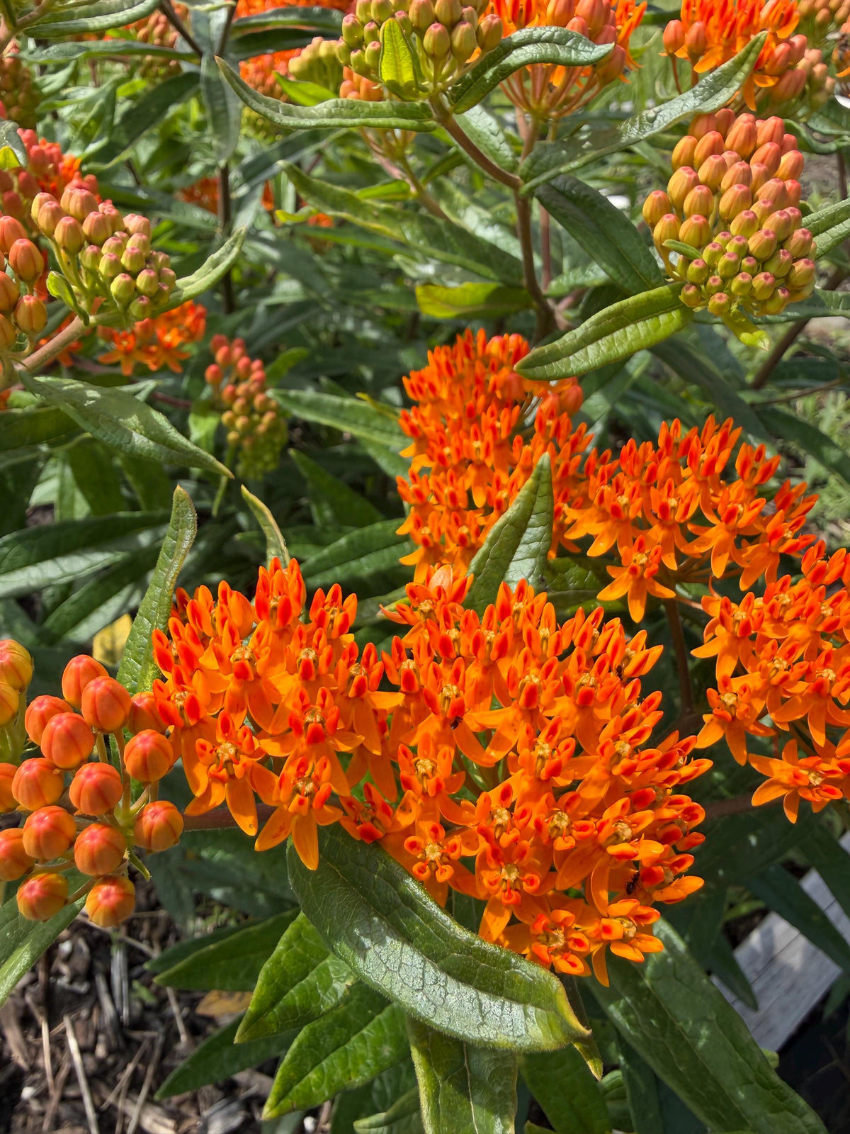 Butterfly Weed, Asclepias tuberosa, Milkweed Orange Seed