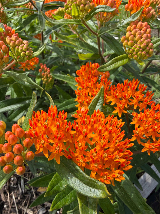 Butterfly Weed, Asclepias tuberosa, Milkweed Orange Seed