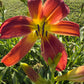 Daylily – 1 Live Fan | Rich Cranberry Red Blooms  “Long Stocking”