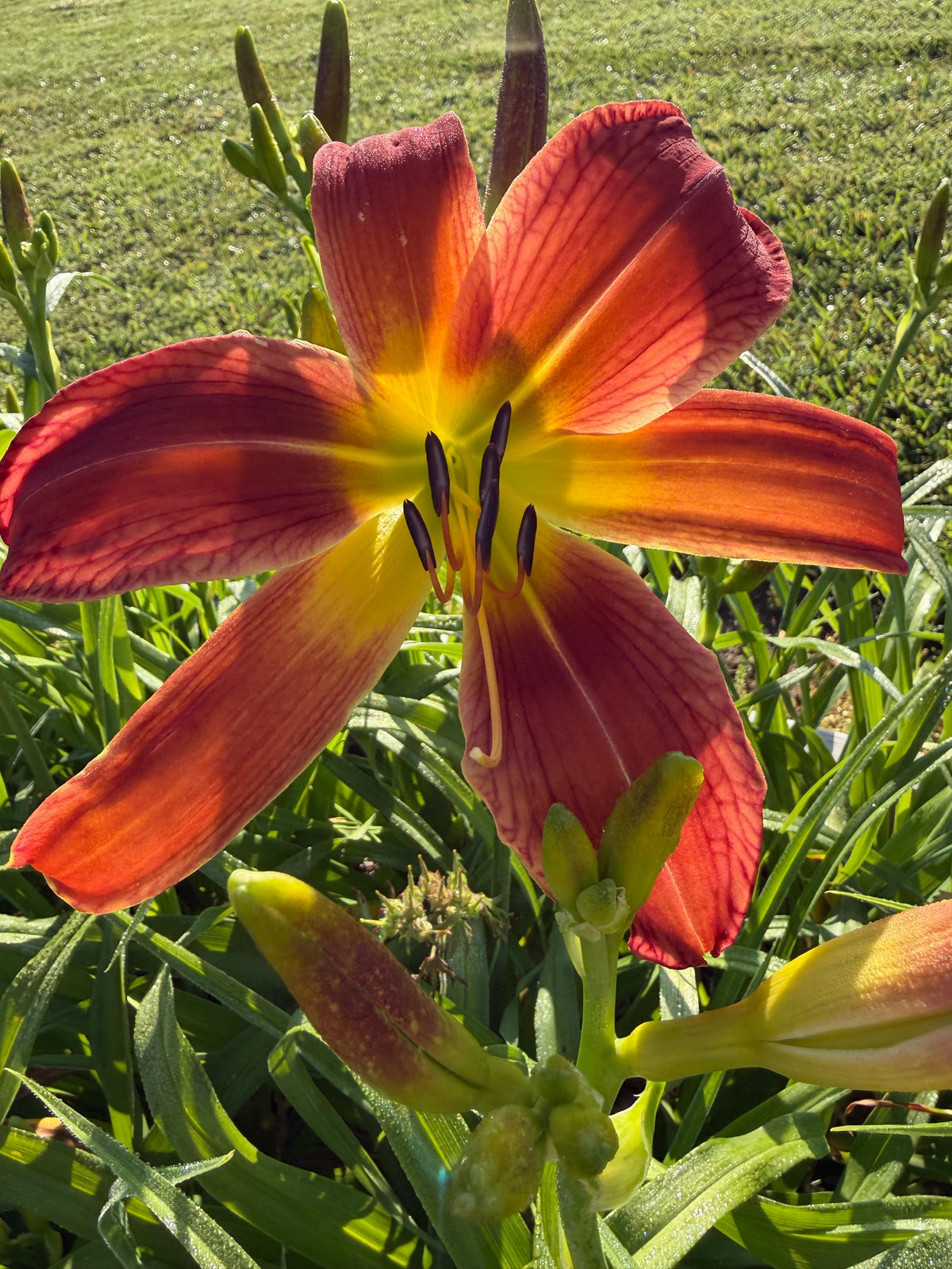 Daylily – 1 Live Fan | Rich Cranberry Red Blooms  “Long Stocking”
