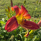 Daylily – 1 Live Fan | Rich Cranberry Red Blooms  “Long Stocking”