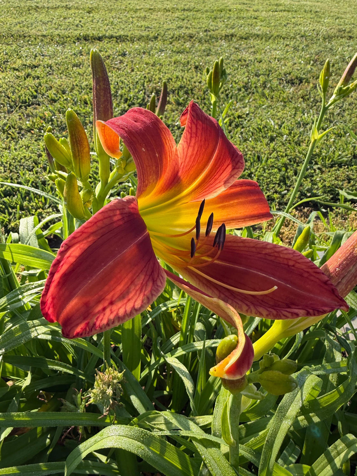 Daylily – 1 Live Fan | Rich Cranberry Red Blooms  “Long Stocking”