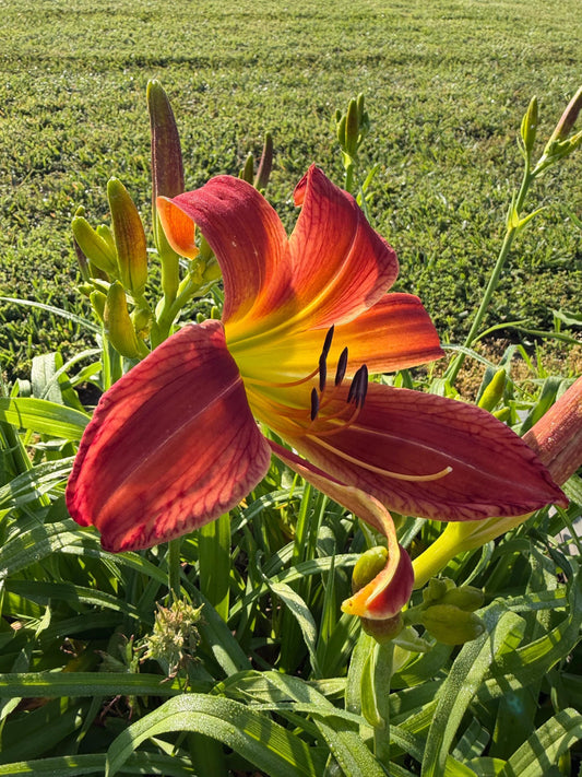 Daylily – 1 Live Fan | Rich Cranberry Red Blooms  “Long Stocking”