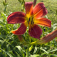 Daylily – 1 Live Fan | Rich Cranberry Red Blooms  “Long Stocking”