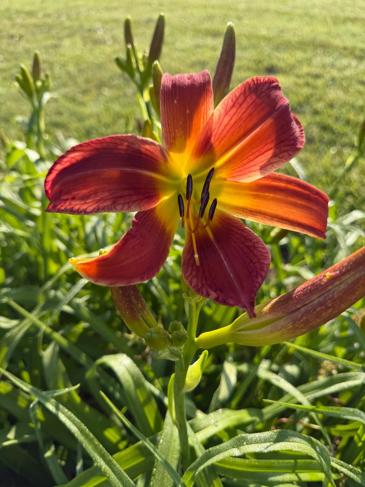 Daylily – 1 Live Fan | Rich Cranberry Red Blooms  “Long Stocking”