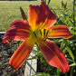 Daylily – 1 Live Fan | Rich Cranberry Red Blooms  “Long Stocking”